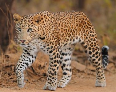 Indian leopard Indian Leopard India Wildlife Parks and Sanctuary Pinterest
