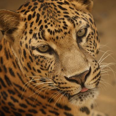 Indian leopard India Leopard