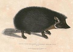 Indian long-eared hedgehog httpsuploadwikimediaorgwikipediacommonsthu