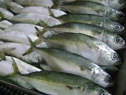Indian mackerel Indian Mackerel Suppliers Manufacturers amp Traders in India