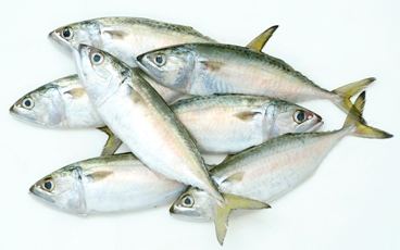 Indian mackerel httpssc01alicdncomkfUT8EWXfXHlaXXagOFbXvIN