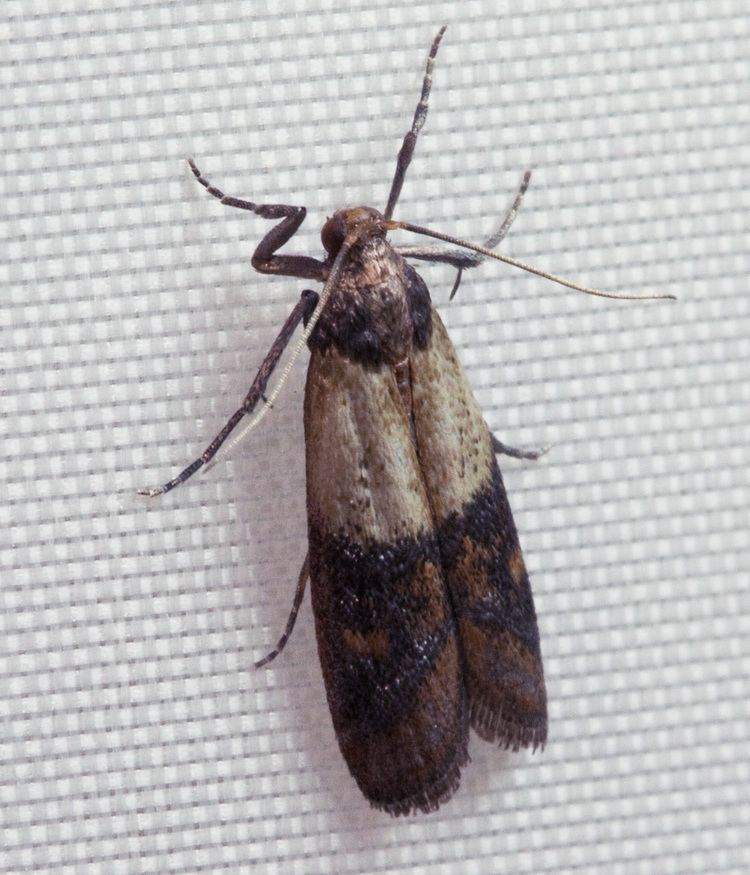 Indian mealmoth Indian mealmoth Wikipedia