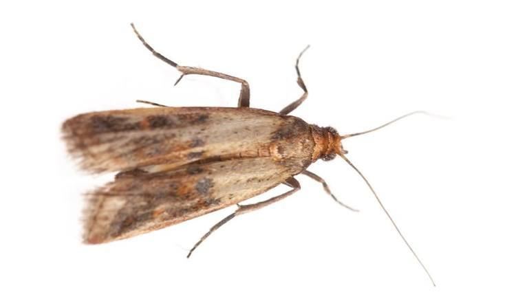 Indian mealmoth Eliminate Indian Meal Moth with Lakewood Exterminating