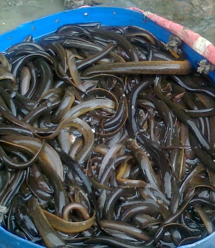 Indian mottled eel is2ecplazacomecplaza1offers88888b157582963