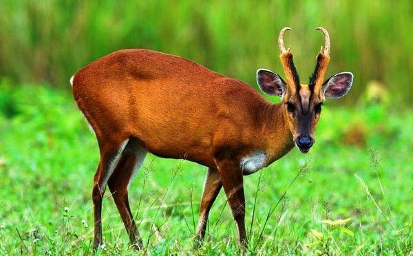 Indian muntjac The common muntjac Muntiacus muntjak also called the red muntjac