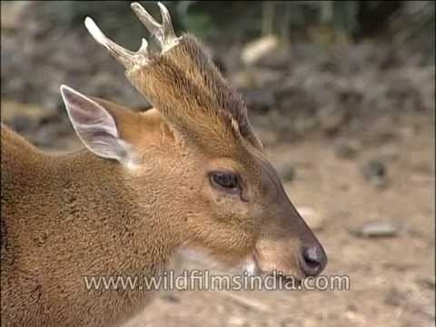 Indian muntjac Indian muntjac or Barking Deer YouTube
