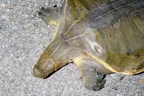 Indian narrow-headed softshell turtle Narrowheaded Softshell Turtle Saint Louis Zoo