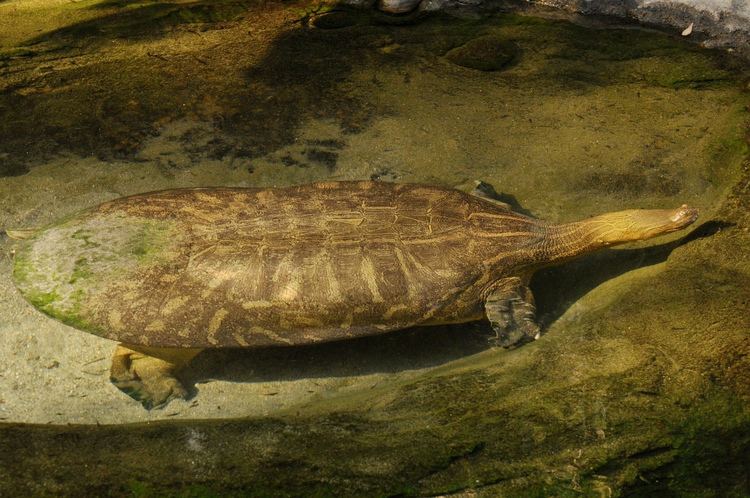Indian narrow-headed softshell turtle httpsc2staticflickrcom8715068170894639c9d