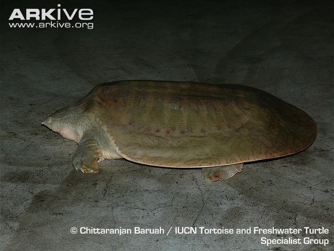 Indian narrow-headed softshell turtle Indian narrowhead softshell turtle videos photos and facts