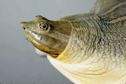 Indian narrow-headed softshell turtle Narrowheaded Softshell Turtle Saint Louis Zoo