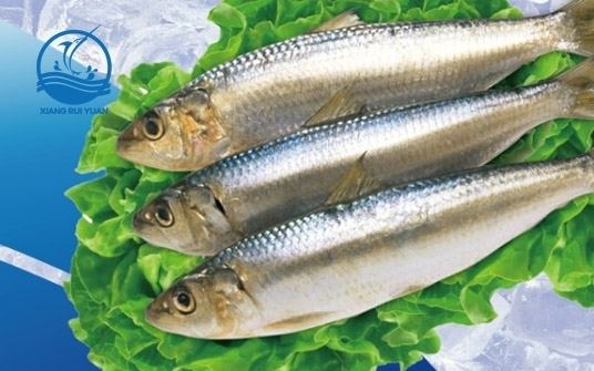 Indian oil sardine Indian oil sardineFrozen FishShishi Ruixing Frozen Food Co Ltd