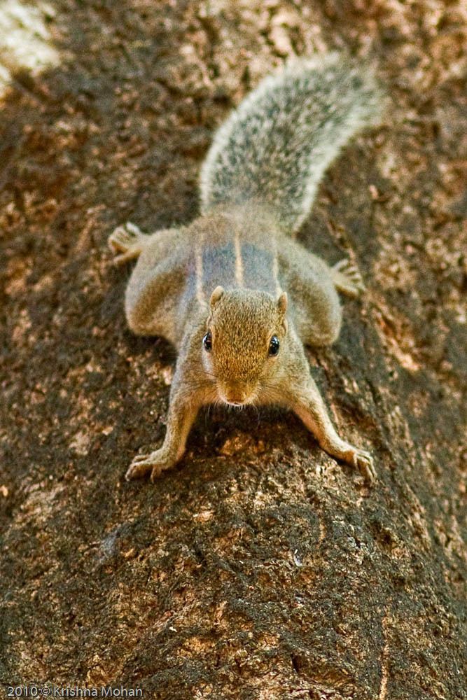 Indian palm squirrel Indian Palm Squirrel Krishna Mohan Photography