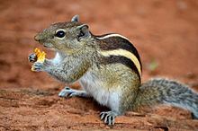 Indian palm squirrel httpsuploadwikimediaorgwikipediacommonsthu