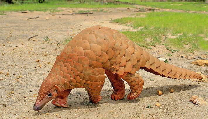 Indian pangolin Pangolins 39The New Rhinos39 Conservation India