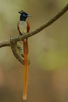 Indian paradise flycatcher Indian paradise flycatcher Wikipedia