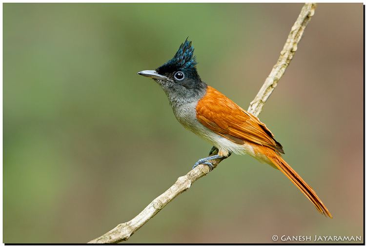 Indian paradise flycatcher Indian paradise flycatcher Terpsiphone paradisi Indian p Flickr