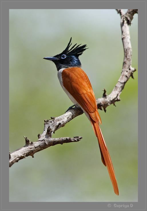 Indian paradise flycatcher wwwhbwcomsitesdefaultfilesstylesibc1kpubl