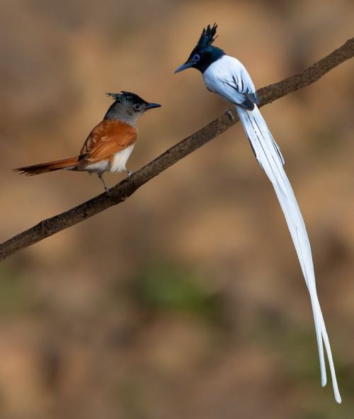 Indian paradise flycatcher Beautiful Birds Asian amp Paradise Flycatcher