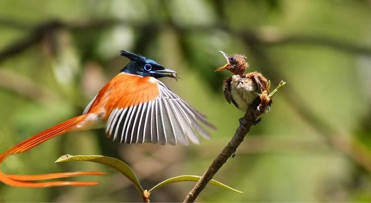 Indian paradise flycatcher Asian Paradiseflycatcher Terpsiphone paradisi videos photos and