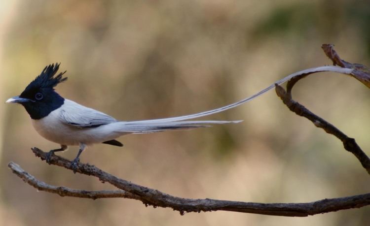 Indian paradise flycatcher indian paradise flycatcher birds pictures