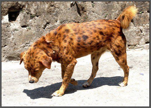 Indian pariah dog 10 Reasons Why Pariah Dog is The Best Option for Elders or Senior