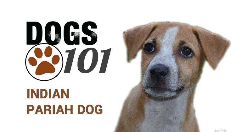 Indian pariah dog Dogs 101 Indian Pariah Dog YouTube