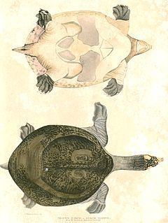 Indian peacock softshell turtle httpsuploadwikimediaorgwikipediacommonsthu