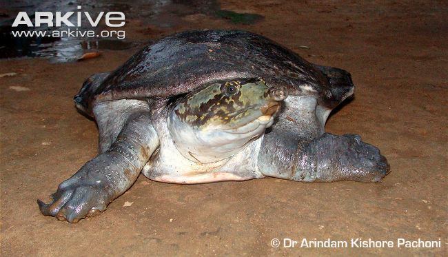 Indian peacock softshell turtle Indian peacock softshell turtle videos photos and facts Nilssonia