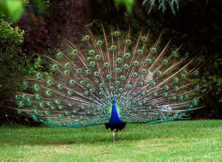 Indian peafowl 5 Interesting Facts About Indian Peafowl Hayden39s Animal Facts