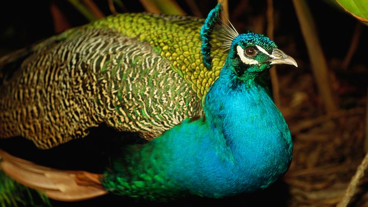 Indian peafowl Indian Peafowl Animal Profile Facts Pictures
