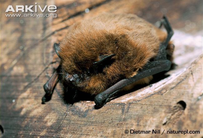 Nathusius's pipistrelle bat
