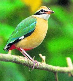 Indian pitta Indian Pitta is a Bird with Splendid Plumage in Nine Colours