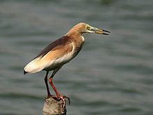 Indian pond heron httpsuploadwikimediaorgwikipediacommonsthu