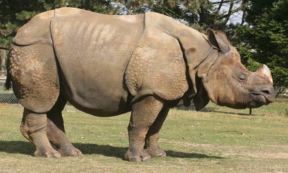 Indian rhinoceros Indian rhinoceros greater onehorned rhino DinoAnimalscom