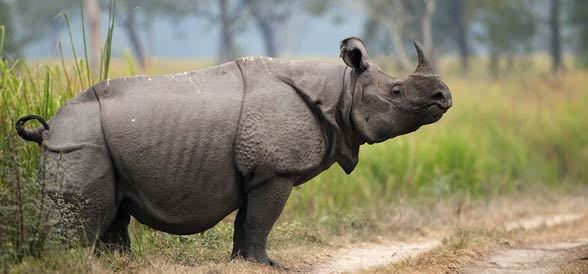 gestation period of one horned rhino