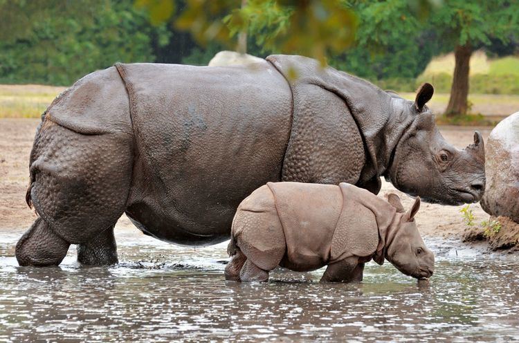 Indian rhinoceros Greater OneHorned Rhino International Rhino Foundation