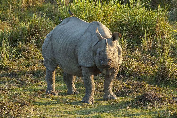 Indian rhinoceros Indian rhinoceros Wikipedia