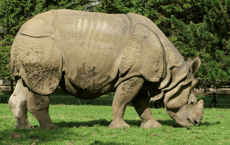 Indian rhinoceros Indian Rhinoceros Rhinoceros Unicornis Animals AZ Animals