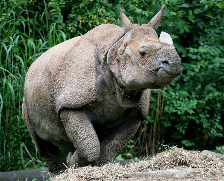 Indian rhinoceros Indian Rhinoceros The Cincinnati Zoo amp Botanical Garden