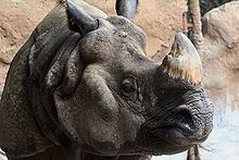 Indian rhinoceros httpsuploadwikimediaorgwikipediacommonsthu