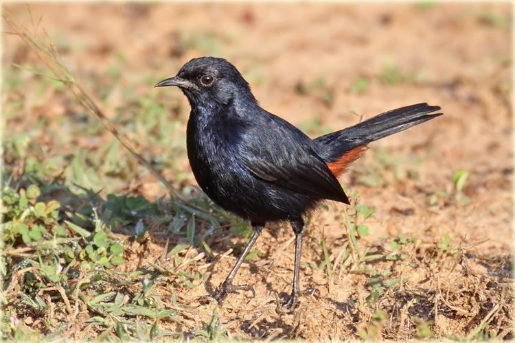 Indian robin Gallery of Indian Robin Saxicoloides fulicatus the Internet Bird