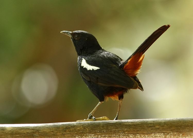 Indian robin Indian Robin BirdsIITK