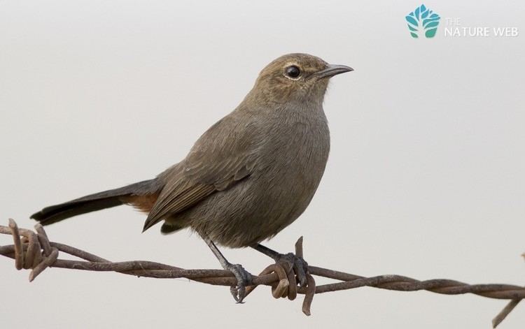 Indian robin Indian Robin