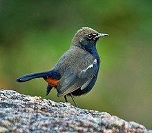 Indian robin httpsuploadwikimediaorgwikipediacommonsthu