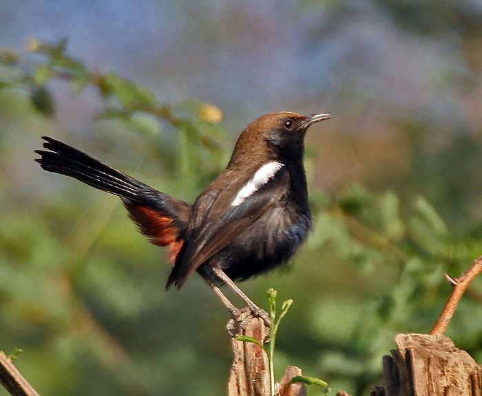 Indian robin Indian robin Wikipedia