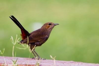 Indian robin Indian Robin BirdForum Opus