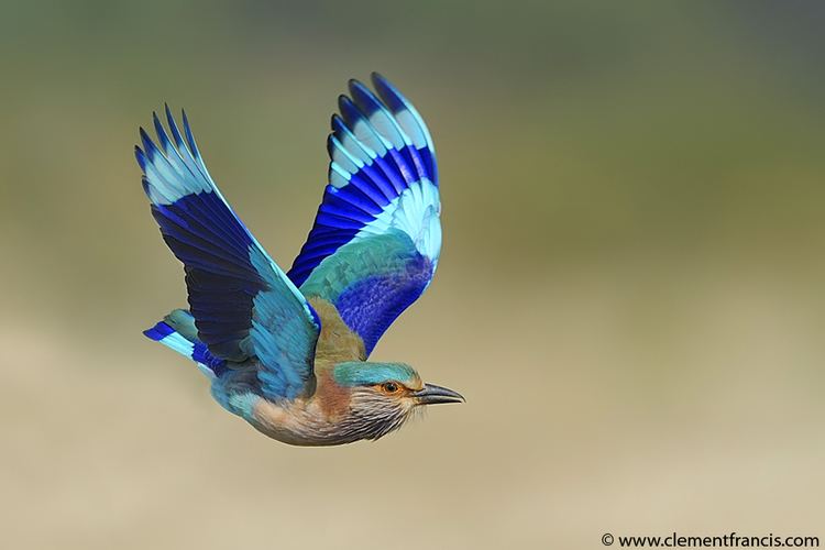 Indian roller Indian Roller Clement Francis Wildlife Photography