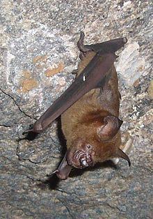 Indian roundleaf bat httpsuploadwikimediaorgwikipediacommonsthu