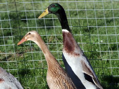 Indian Runner duck Indian Runner Duck Association For exhibition birds and petkeepers
