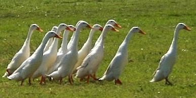 Indian Runner duck The Indian Runner Duck is the Best Egg Laying Duck Breed Around